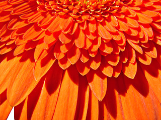 Image showing Orange Gerber Flower