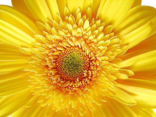 Image showing Yellow Gerber Flower