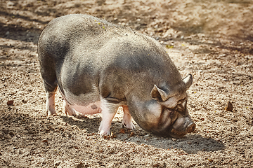 Image showing Vietnamese Pot-Bellied Pig