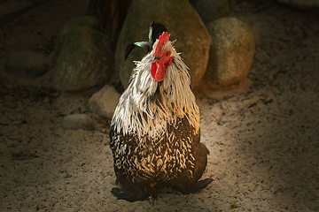 Image showing Rooster in the poultry yard