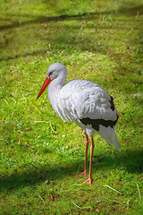 Image showing Stork on the green grass