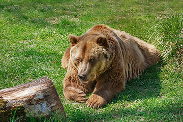 Image showing Brown bear on the green grass