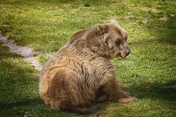 Image showing Brown bear on the green grass