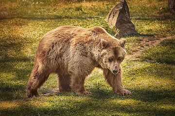 Image showing Brown bear on the green grass