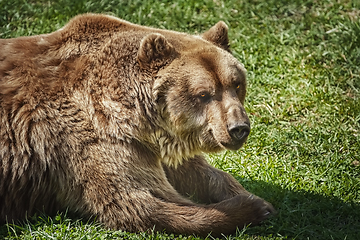 Image showing Brown bear on the green grass