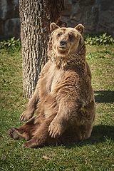 Image showing Brown bear on the green grass