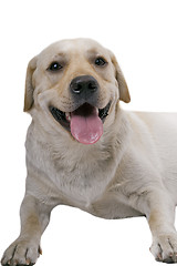 Image showing portrait of the white caucasian sheep dog. Isolated 