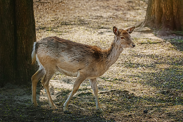 Image showing Deer in the forest