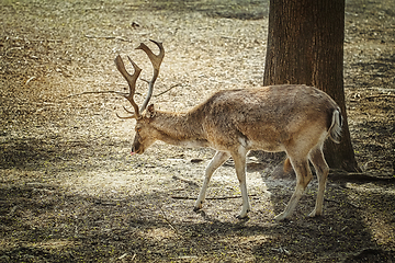 Image showing Deer in the forest