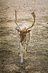 Image showing Deer in the forest