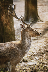 Image showing Deer in the forest