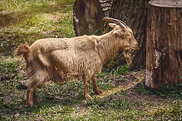 Image showing Goat on the Grass