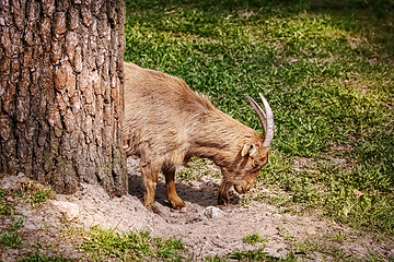 Image showing Goat on the Grass