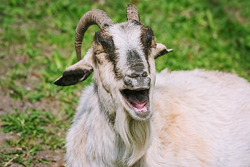 Image showing Portrait of a laughing goat