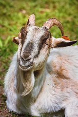 Image showing Portrait of goat