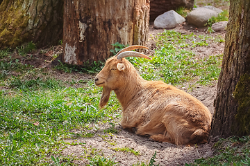 Image showing The goat on the ground