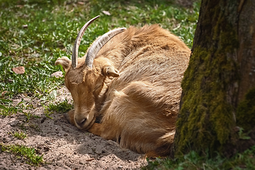 Image showing The goat on the ground