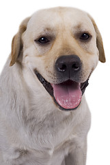 Image showing portrait of the white caucasian sheep dog 