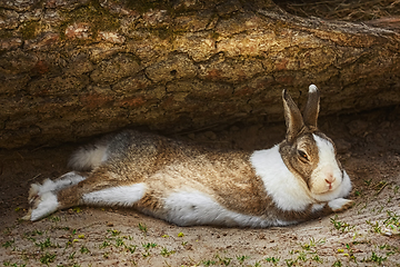 Image showing The rabbit lies on the ground