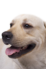 Image showing portrait of the caucasian sheep dog. Isolated