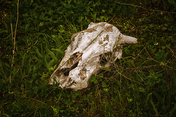 Image showing Cow skull in the grass