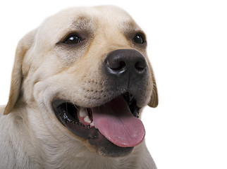 Image showing portrait of the caucasian sheep dog. Isolated on white