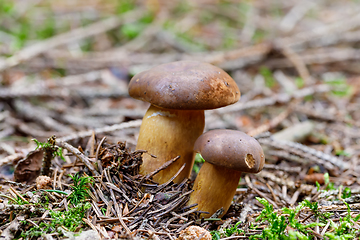 Image showing mushroom bay bolete boletus founded in autumn forest