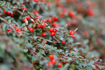 Image showing autumn berries red gaultheria