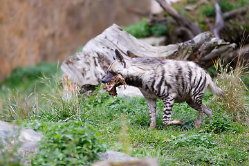 Image showing Striped hyena (Hyaena hyaena)