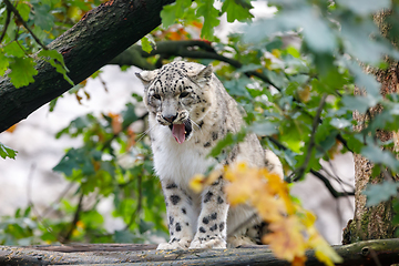 Image showing beautiful cat snow leopard, (Uncia uncia)