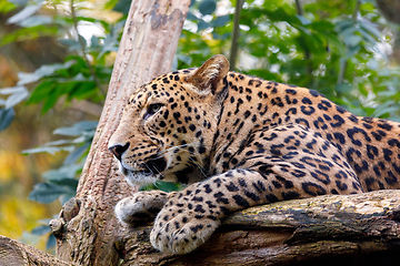 Image showing Sri Lanka Leopard, Panthera pardus kotiya