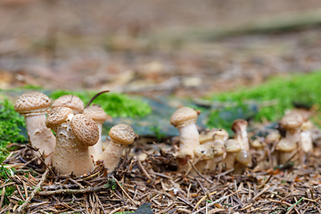 Image showing Mushrooms Armillaria ostoyae in autumn forest