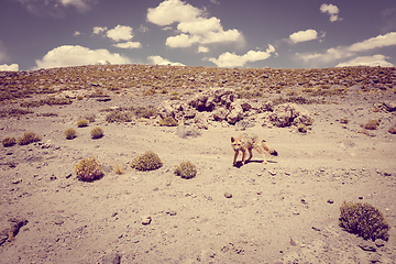 Image showing Red fox in Altiplano desert, sud Lipez reserva, Bolivia