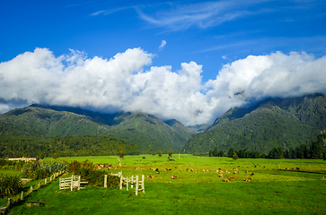 Image showing New Zealand countryside landscape