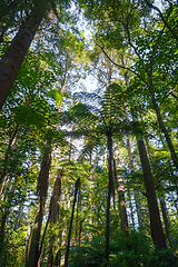 Image showing Giant Sequoia redwood forest, Rotorua, New Zealand