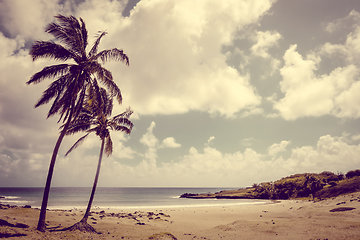 Image showing Palm trees on Anakena beach, easter island