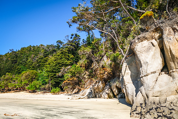 Image showing Creek in Abel Tasman National Park, New Zealand