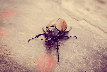 Image showing Scarab close-up view