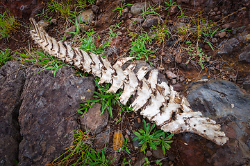 Image showing Horse skeleton