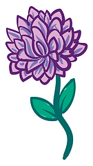 Image showing Aster flower on a steam illustration color vector on white backg