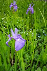 Image showing Iris in Nikko botanical garden, Japan