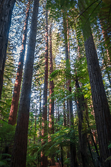 Image showing Giant Sequoia redwood forest, Rotorua, New Zealand