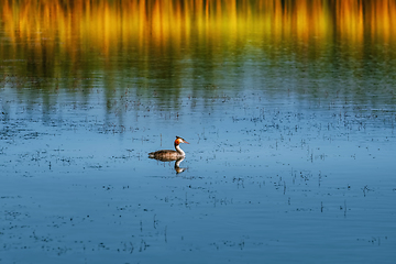 Image showing Great Crested Grebe (Podiceps cristatus) 