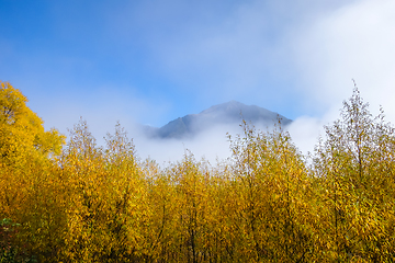 Image showing Yellow forest in New Zealand mountains