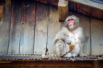 Image showing Japanese macaque on a rooftop, watayama monkey park, Kyoto, Japa