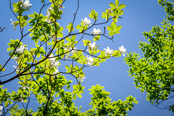 Image showing cherry blossoms in japan