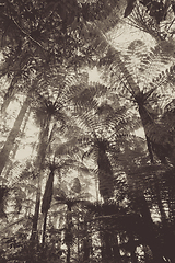 Image showing Giant Sequoia redwood forest, Rotorua, New Zealand