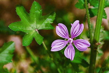 Image showing Flower of Common Mallow