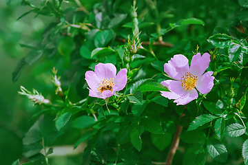 Image showing Pink Flowers of Rosa Multiflora