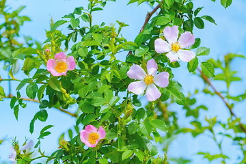 Image showing Pink Flowers of Rosa Multiflora